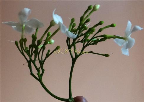  Inflorescence